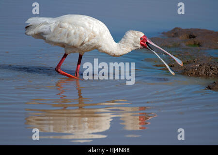 African spatola (Platalea alba) rovistando in acque poco profonde, Sud Africa Foto Stock