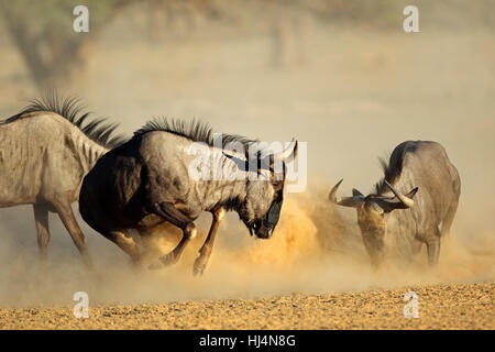 Due blue gnu Connochaetes taurinus) combattimenti, deserto Kalahari, Sud Africa Foto Stock