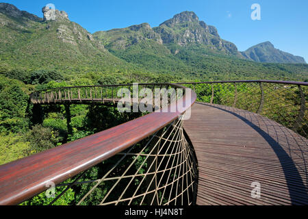 Passaggio sopraelevato in giardini botanici di Kirstenbosch, Cape Town, Sud Africa Foto Stock