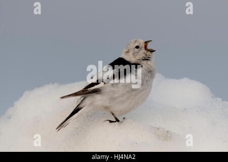 Snow bunting (Plectrophenax nivalis nivalis) cantando su un cumulo di neve vicino a Barrow Alaska Foto Stock