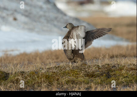 Spectacled eider hen (Somateria fischeri) facendo una ala tratto sulla tundra vicino a Barrow AK. Foto Stock