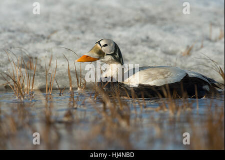 Drake spectacled eider (Somateria fischeri) sulla tundra pond vicino a Barrow Alaska Foto Stock