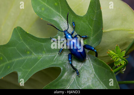 Zampe di rana Leaf Beetle (Sagra buqueti) sulla foglia verde Foto Stock