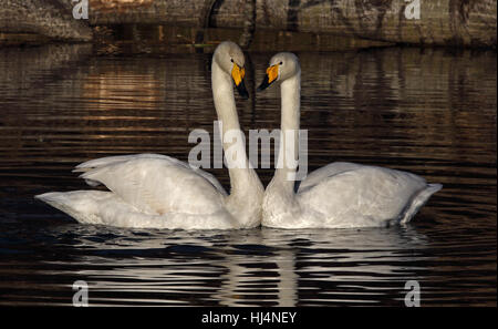 Coppia di cigni Whooper (Cygnus cygnus), cerimonie di accoppiamento Foto Stock