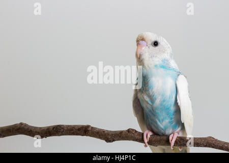 Poco carino Budgerigar sul ramo Foto Stock