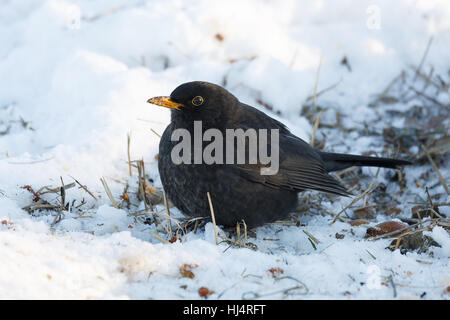 Maschio del merlo comune (Turdus merula) su nel giardino invernale sul terreno, Fauna ceca Foto Stock