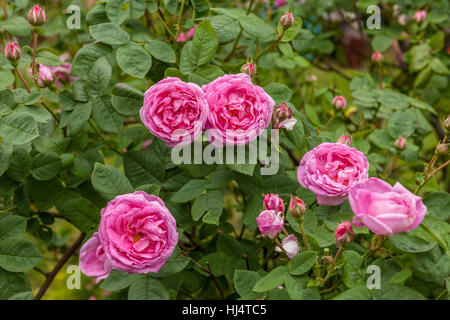 La famosa rosa centifolia Foliacea (La Provence Rose o cavolo Rose ) Foto Stock