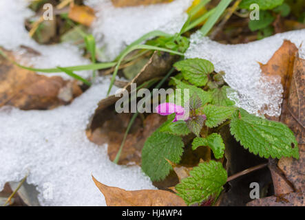 Wild piccolo fiore tra fogliame coperto con la prima neve in tarda stagione autunnale. Foto Stock