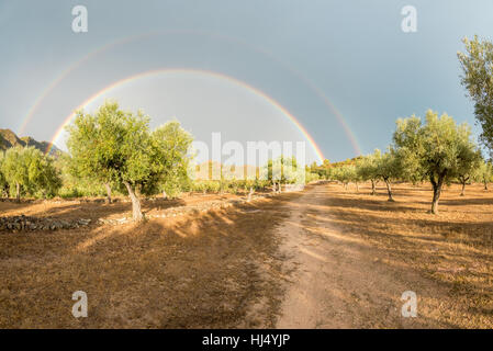 Percorso tra gli alberi su un organico di olive farm sotto un doppio arcobaleno, Tivissa, provincia di Tarragona Catalogna Foto Stock