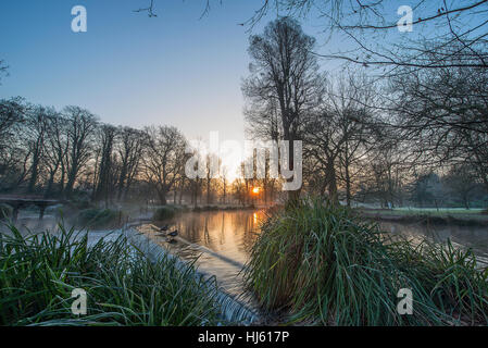 Morden Hall Park, London, Regno Unito. Il 22 gennaio, 2017. Disco per tutta la notte il gelo e la nebbia che salgono dal fiume Wandle presso sunrise nel sud di Londra un parco suburbano. © Malcolm Park editoriale/Alamy Live News. Foto Stock