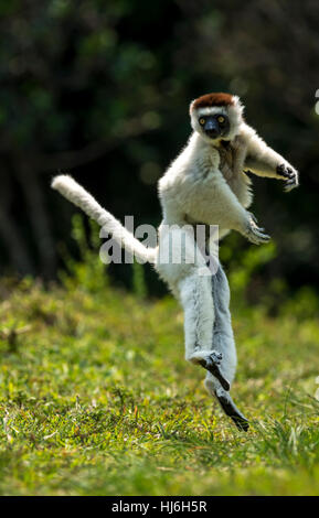 Un Verreaux Sifaka Lemur bipedally saltando in avanti e di spostamento laterale in spazio aperto di dry-foresta del Madagascar, ottobre 2016 Foto Stock
