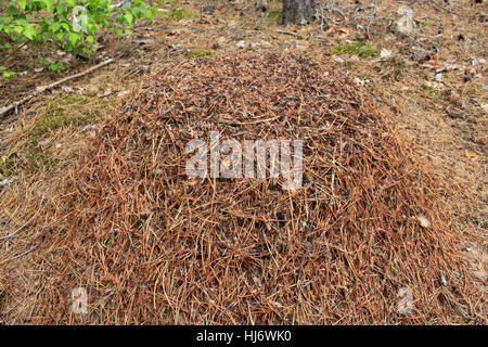 Vita nella grande ant hill nella foresta Foto Stock