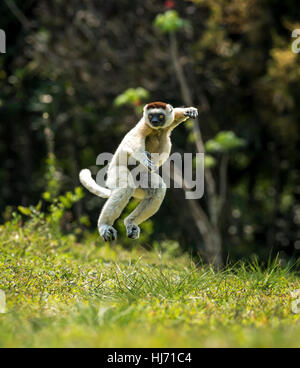 Un verreaux sifaka lemur bipedally in movimento in avanti ed il movimento laterale in spazio aperto di dry-foresta del Madagascar , ottobre 2016 Foto Stock