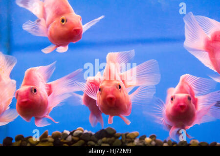Foto di acquario di pesci pappagallo cichlid in acqua dolce Foto Stock