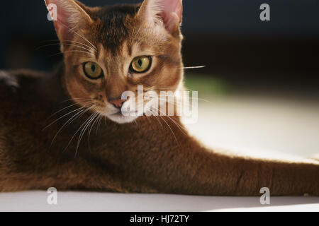 Giovani gatto abissino sdraiato sul pavimento Foto Stock
