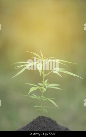 Verde di piante di cannabis in crescita in campo Foto Stock