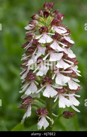 Close-up di Lady Orchid (Orchis purpurea) Fiori Foto Stock