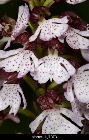 Close-up di Lady Orchid (Orchis purpurea) Fiori Foto Stock