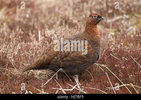 Maschio di gallo forcello rosso su heather moor Foto Stock