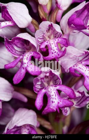 Close-up di militari di fiori di orchidea (Orchis militaris) Foto Stock