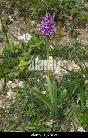 Orchide omiciattolo (Orchis simia), crescendo in Chalk prateria Foto Stock