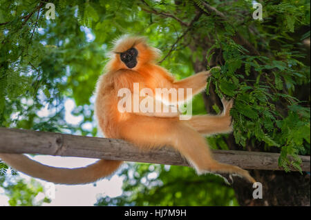 Una di Gee Golden langur, nero di fronte e capelli lunghi, su un albero nella foresta vicino a Guwahati, Assam, India. Foto Stock