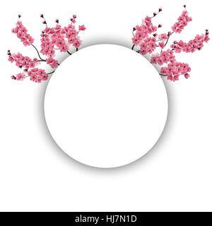 Rami con fiori di colore rosa e boccioli di fiori ciliegio isolati su sfondo bianco. illustrazione Illustrazione Vettoriale