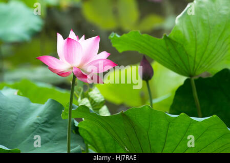 Rosa ninfea fiore circondati da foglie verdi Foto Stock