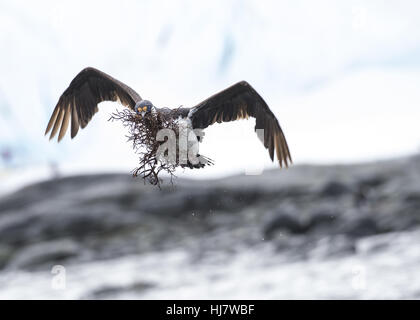 Il marangone dal ciuffo antartico close up Foto Stock