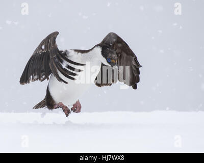 Il marangone dal ciuffo antartico close up Foto Stock