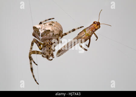 Una croce orbweaver spider, Araneus diadematus, nel suo web Foto Stock