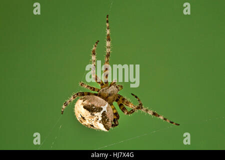 Una croce orbweaver spider, Araneus diadematus, nel suo web Foto Stock