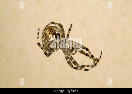 Una croce orbweaver spider, Araneus diadematus Foto Stock