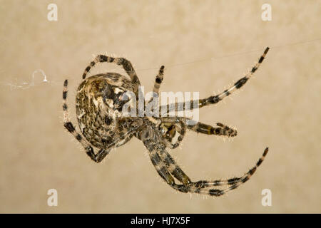 Una croce orbweaver spider, Araneus diadematus Foto Stock