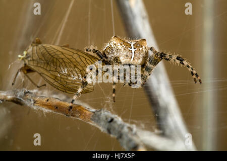 Una croce orbweaver spider, Araneus diadematus, nel suo web con una golden stonefly ha catturato. Foto Stock