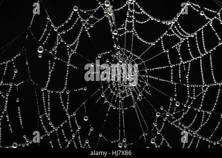 Il web di una croce orbweaver spider, Araneus diadematus, coperto di rugiada su un gelido ottobre mattina. Foto Stock