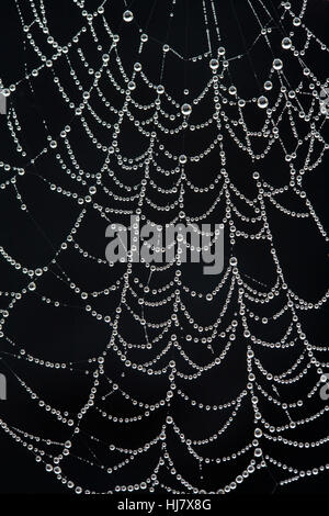 Il web di una croce orbweaver spider, Araneus diadematus, coperto di rugiada su un gelido ottobre mattina. Foto Stock