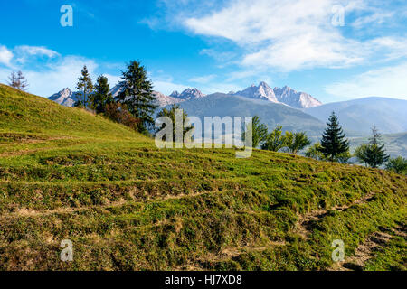 Composito paesaggio estivo con foreste di abete rosso sul pendio erboso in Alti Tatra Foto Stock