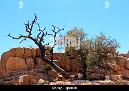 Una vita e un morto mesquite tree crescono fuori di una formazione rocciosa unica sulla valle nascosta area Picnic Trail Foto Stock