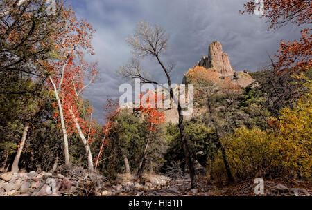 Autunno in Chiricahua deserto, Arizona Foto Stock