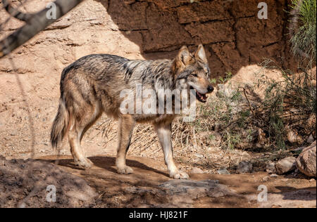 Lupo messicano, Canis lupus baileyi, Arizona Foto Stock