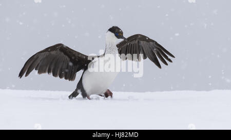 Il marangone dal ciuffo antartico close up Foto Stock