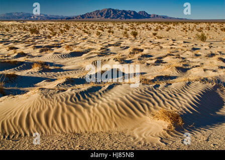 Cadice dune di Mojave sentieri monumento nazionale, Deserto Mojave, CALIFORNIA, STATI UNITI D'AMERICA Foto Stock