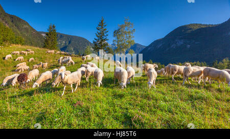 Pascoli alpini nelle Alpi slovene. Il Parco Nazionale del Triglav. Foto Stock