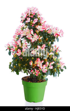 Impianto di fioritura di azalea in vaso verde isolato su bianco Foto Stock