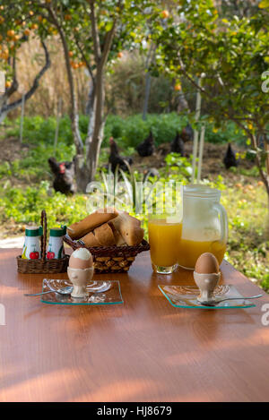 La prima colazione il setup in una fattoria con i polli il roaming il luogo e intorno alberi di arancio Foto Stock