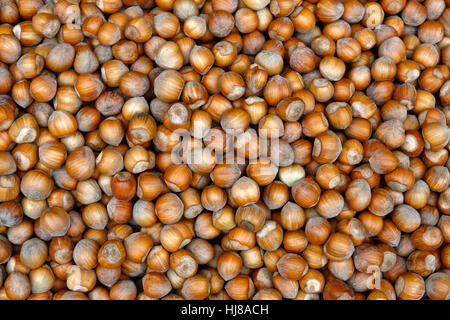 Nocciole, comune nocciolo (Corylus avellana), Tonda Gentile Gentili, Piemonte, Italia Foto Stock