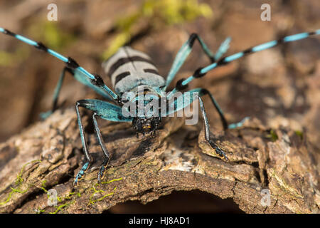 Longicorn (Rosalia alpina), maschio, close-up, Baden-Württemberg, Germania Foto Stock