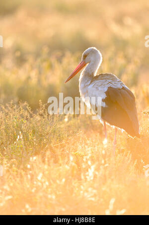 Cicogna bianca (Ciconia ciconia) nella luce del mattino, retroilluminazione, Savannah, Serengeti National Park, Tanzania Foto Stock