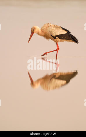 Cicogna bianca (Ciconia ciconia) in acqua a sunrise, acqua riflessione, Serengeti Tanzania Foto Stock